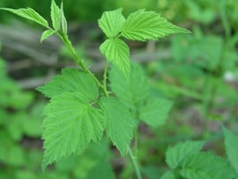 black raspberry leaves