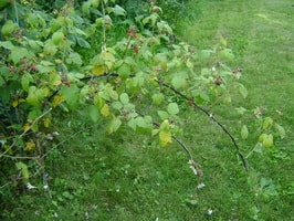 black raspberry plant