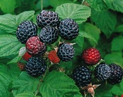 black raspberry closeup