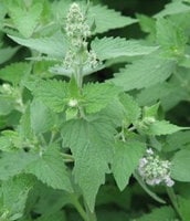 catnip with flower buds