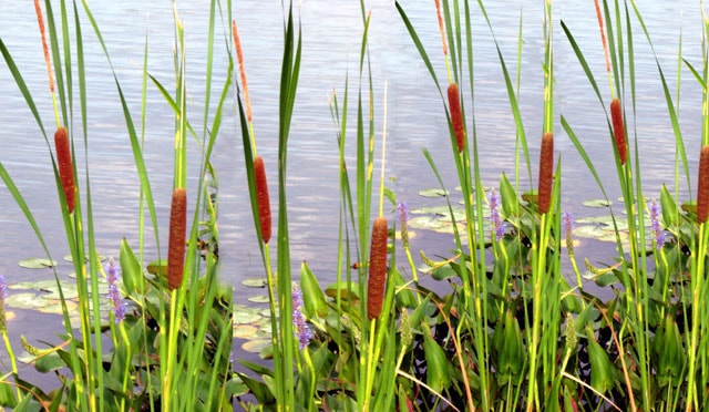 cattail2