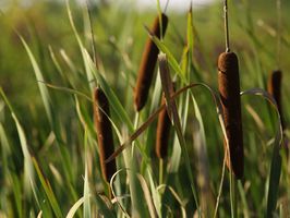 cattail plants