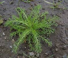 chamomile sprouting from the ground