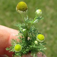 chamomile flower closeup