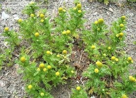 mature chamomile plants