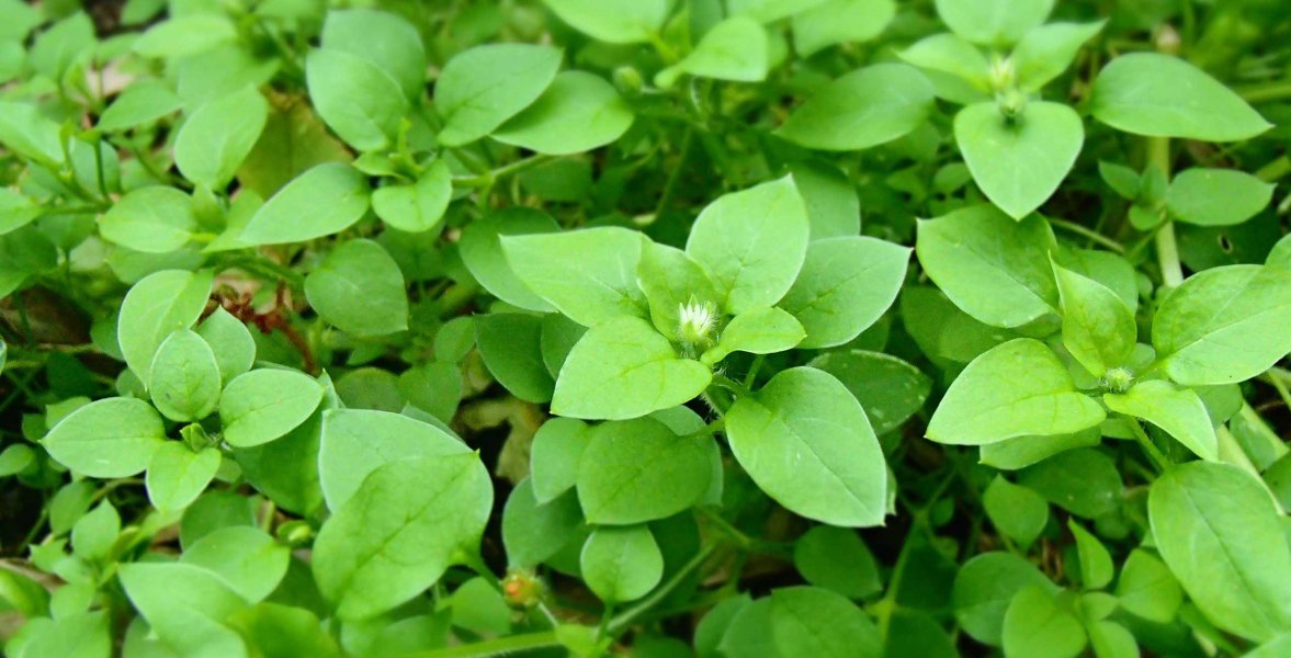 chickweed closeup, larger view