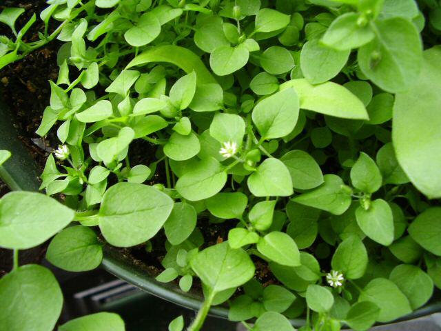 chickweed plant with flowers, larger view