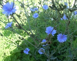 chicory plant with flowers