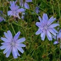 chicory flowers