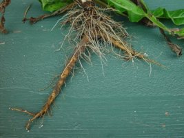 chicory root