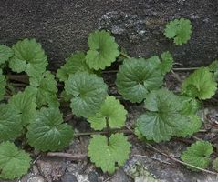 creeping charlie leaves