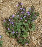 creeping charlie plant