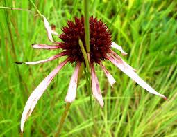 echinacea flower