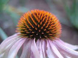 closeup of echinacea flower