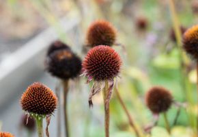 echinacea flowers without petals