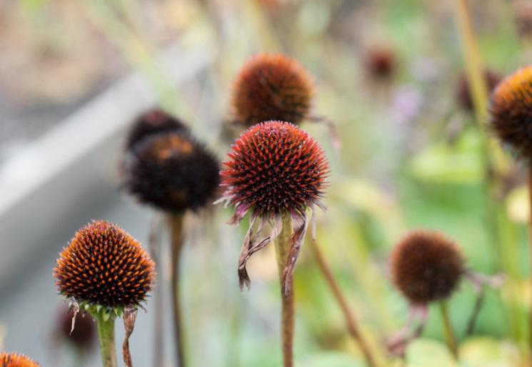 echinacea flowers without petals, larger view