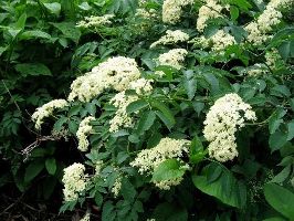 elderberry bush in flower