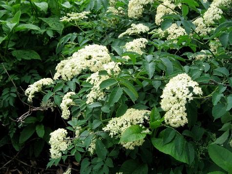 elderberry bush in flower, larger view