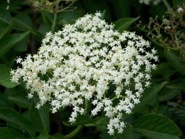 bunch of elderberry flowers