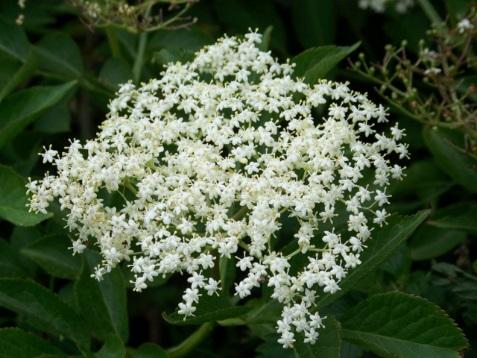 bunch of elderberry flowers, larger view