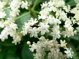 closeup of elderberry flowers