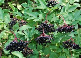 bunches of elderberries on the bush