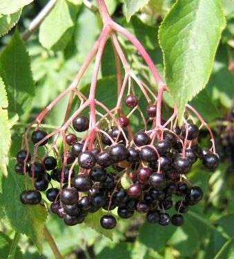 elderberries and leaves, larger view