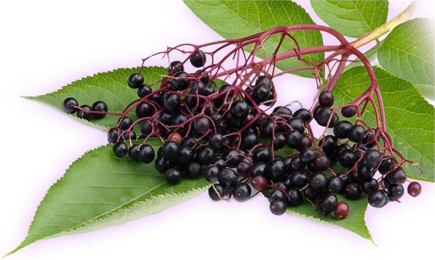 bunch of elderberries, larger view