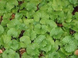 garlic-mustard leaves