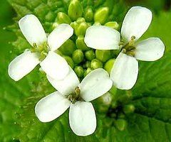 garlic-mustard flower closeup