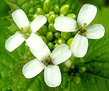 garlic mustard2 larger view