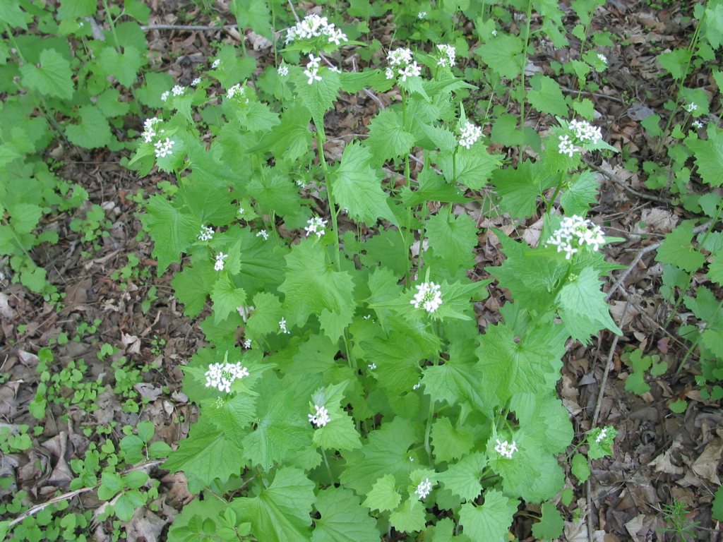 garlic mustard3 larger view