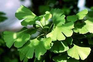 ginkgo leaves