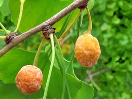 ginkgo fruit