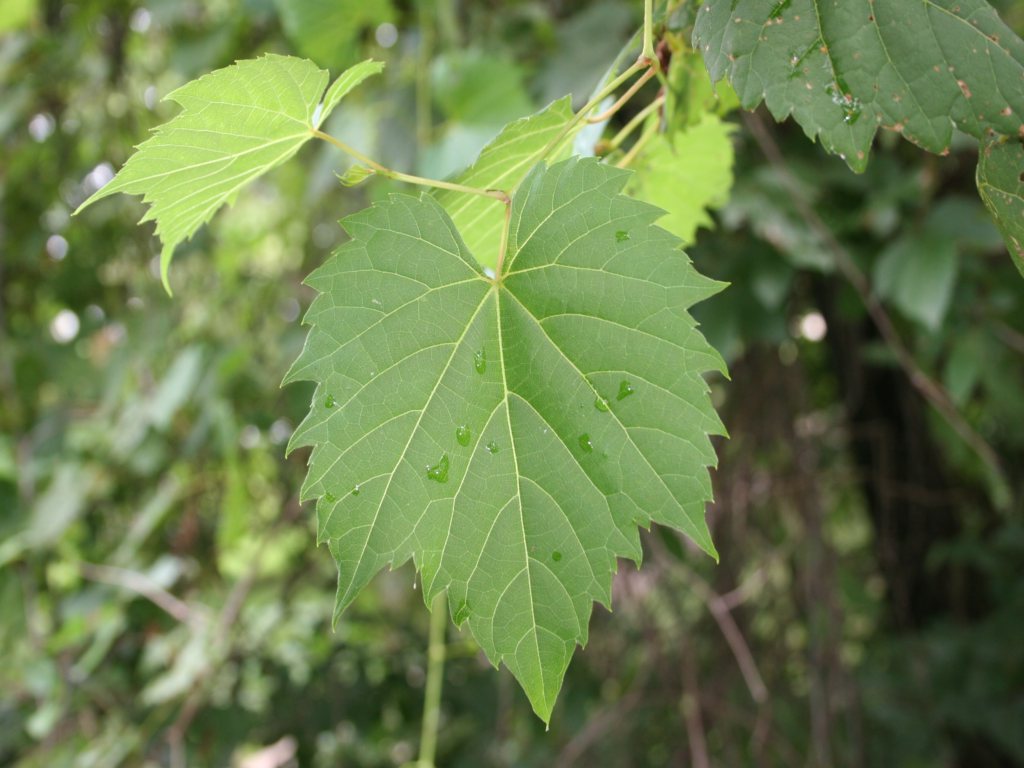 grape leaf larger view