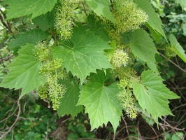 grape flowers