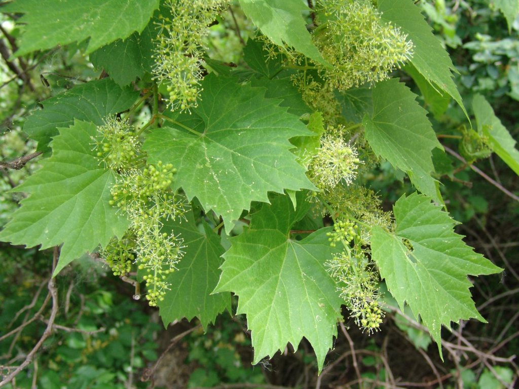 grape flowers larger view