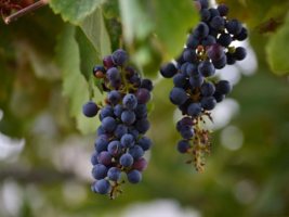 bunches of wild grapes