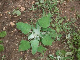 early lambsquarters