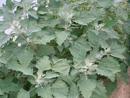 lambsquarters leaves and buds