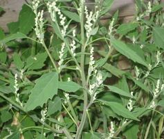 lambsquarters with flowers