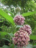 milkweed flowers