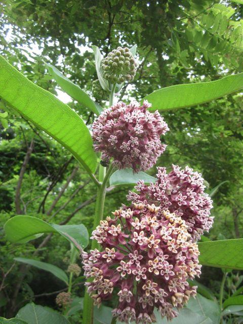 milkweed flowers, larger view