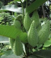 milkweed seed pods