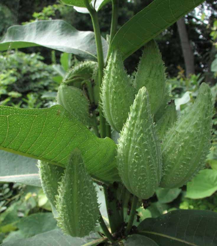 milkweed seed pods, larger view