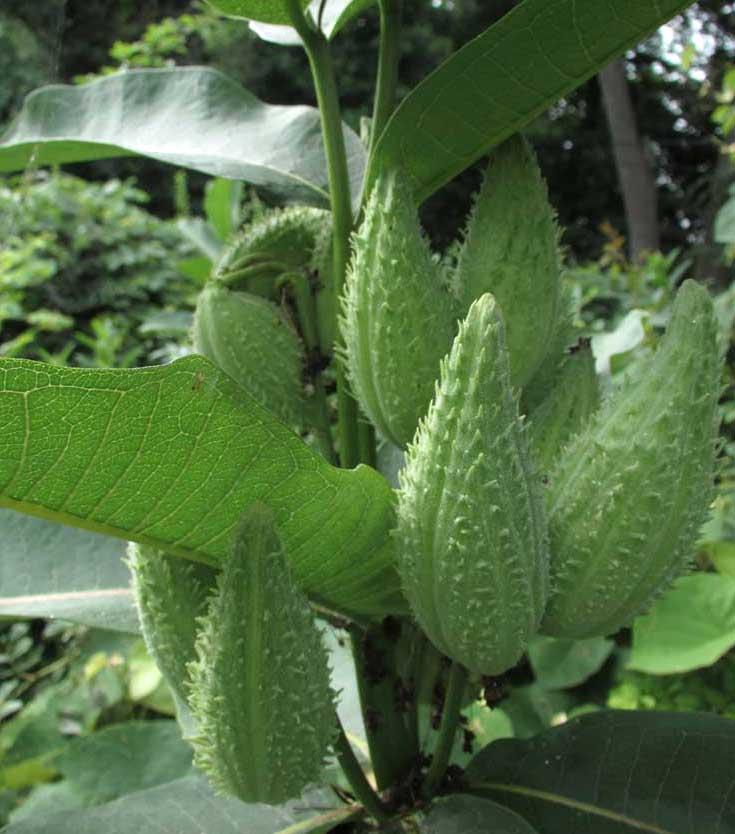 milkweed seed pods, larger view