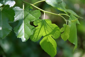 mulberry leaves