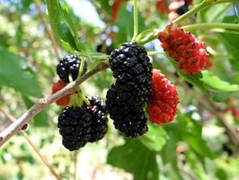 mulberry with red and black fruit