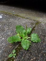 plantain in a crack