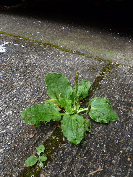plantain growing in a crack